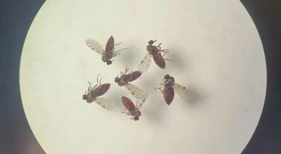 © Bruna Lais Sena do Nascimento/Laboratório de Entomologia Médica/SEARB/IEC