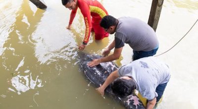 Peixe-boi em situação de vulnerabilidade foi resgatado em uma área ribeirinha de Barcarena, na...
