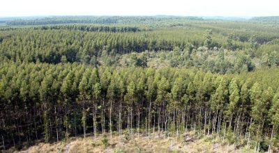 Fazenda com plantação de eucalipto para produção de celulose  • Neco Varella/Estadão Cont...
