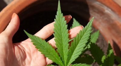 © lovingimages/ Pixabay