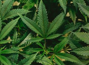 O uso de cannabis não diminui a testosterona e pode até mesmo elevar os níveis de hormônios s...