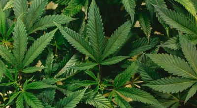 O uso de cannabis não diminui a testosterona e pode até mesmo elevar os níveis de hormônios s...