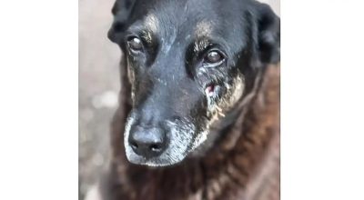 © Polícia Civil de Santa Catarina