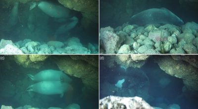 1 de 1 Imagem colorida de fotografias das focas nas cavernas subaquática - Metrópoles - Foto: D...
