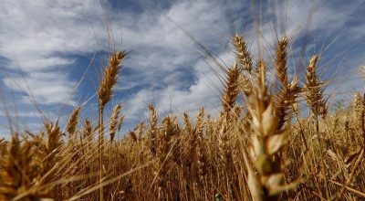 Campo de trigo em Arapongas, Brasil  • Divulgação